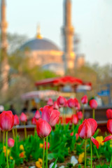 Fototapeta premium Tulips in line in front of blurred Blue Mosque in the Istanbul of Turkey.