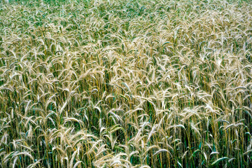 Fototapeta na wymiar Wheat field on a sunny spring day