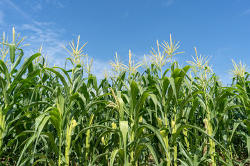 Corn field plantation