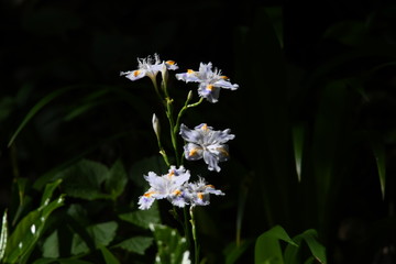 紫色のシャガの花