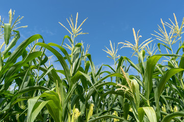 Corn field plantation