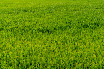 Paddy rice fields