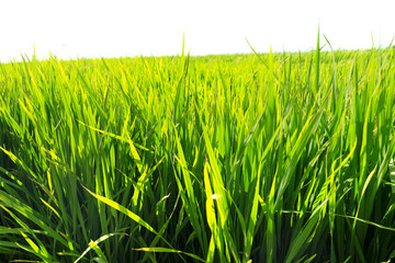 Paddy rice fields