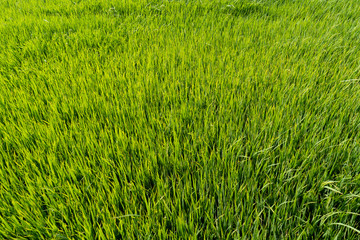 Paddy rice fields