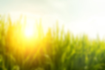 Obraz na płótnie Canvas Blur background paddy field