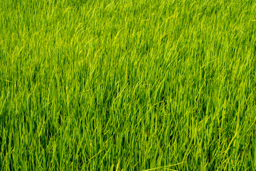 Paddy rice fields