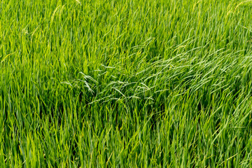 Paddy rice fields