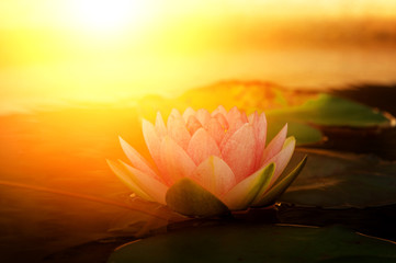 Pink lotus flower