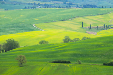 Fototapeta na wymiar The landscape of Val d'Orcia: yellow rapeseed fields and green meadows. Hills of Tuscany. Val d'Orcia landscape in spring