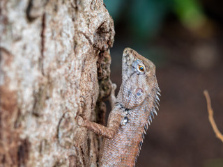 Chameleon make body look like tree