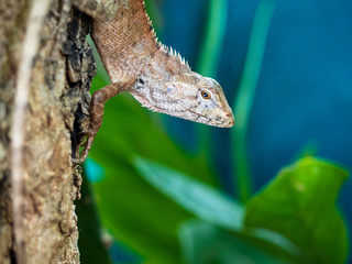 Chameleon make body look like tree