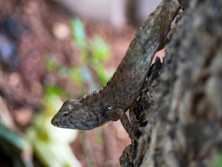 Chameleon make body look like tree