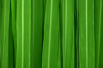 Lemongrass leaves background © WONG SZE FEI