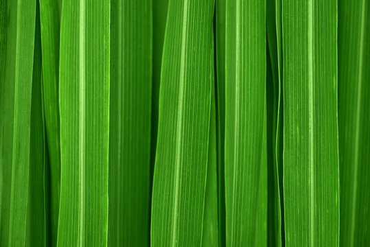 Lemongrass leaves background