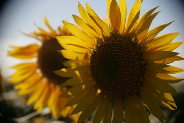 Obraz premium little sun