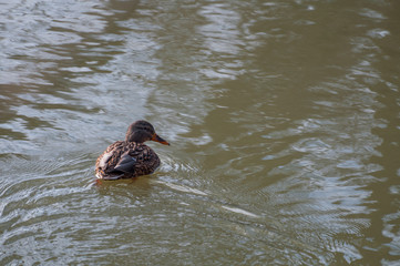 Female mallard on a pond looking at the camera
