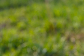 Green natural blurred abstract background