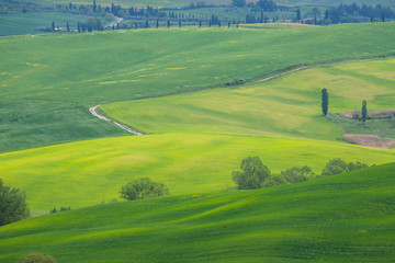 The landscape of Val d'Orcia: yellow rapeseed fields and green meadows. Hills of Tuscany. Val d'Orcia landscape in spring