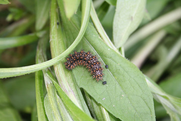 Melitaea didyma caterpillar on a green leaf. Spotted fritillary brown and orange caterpillar