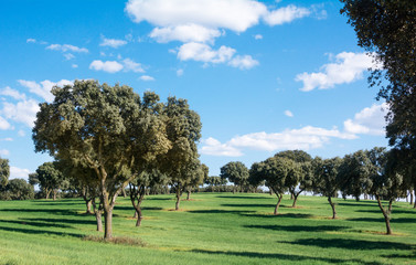 Fototapeta na wymiar Oak grove on a green grass field, under a blue sky