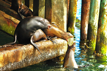 Fototapeta premium seal