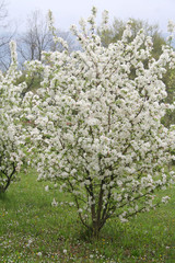 Fototapeta na wymiar White apple flowers on branch in springtime. Malus domestica in the orchard