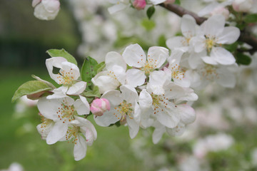 White apple flowers on branch in springtime. Malus domestica in the orchard