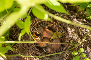 Obraz premium Petits de Merle Noir dans leurs nid