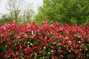 Red leaves of Red Robin Photinia bush . Photinia x fraseri in the garden