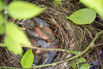 Petits de Merle Noir dans leurs nid
