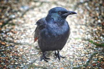 blackbird on a branch