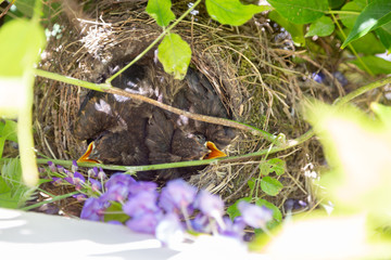 Petits de Merle Noir dans leurs nid