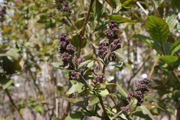 view of young leaves and flowers on the background of buildings and sky 