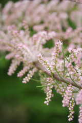 Jerusalem sage blossom on plant. Phlomis fruticosa in bloom in springtime