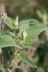 Jerusalem sage blossom on plant. Phlomis fruticosa in bloom in springtime