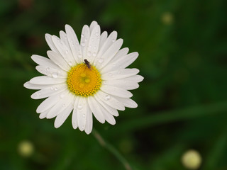 Fototapeta premium Daisy chamomile flowers field in garden, medow of daisies
