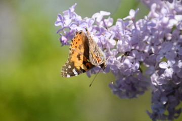 Butterfly Vanessa cardui on lilac flowers. Pollination blooming lilacs.