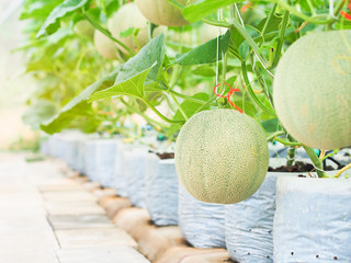 Net melon hanging on a tree in organic greenhouse farm.
