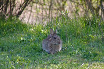 Fototapeta premium Wild rabbit in South England. Rabbit sitting in the grass.