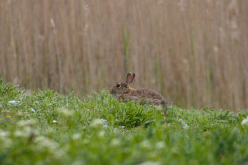 Wild rabbit sitting in the grass. South England. Selective focus.