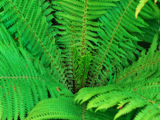 Bush Background, texture with bracken eagle Fern leaves