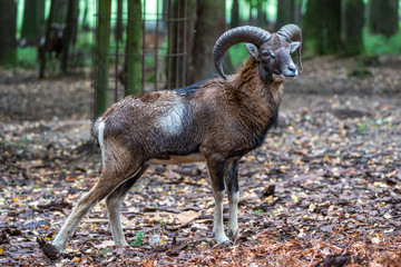 European mouflon, Ovis orientalis musimon. Wildlife animal.