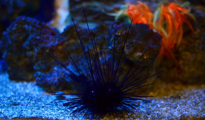Sea urchin. In the blue abyss, hiding unknown animals. Cute animals
