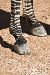 details of a zebra in a zoo in italy © sergioboccardo