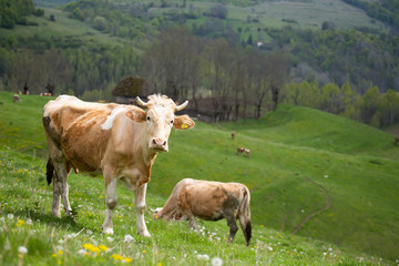 Fototapeta na wymiar Herd of alpine cows grazing on the green pasture.
