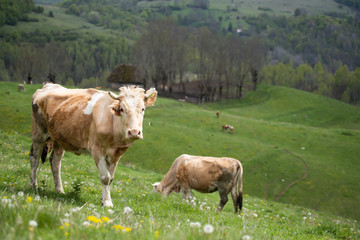 Naklejka na ściany i meble Herd of alpine cows grazing on the green pasture.