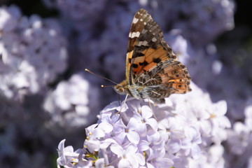 Butterfly Vanessa cardui on lilac flowers. Pollination blooming lilacs.