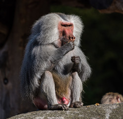 The hamadryas baboon, Papio hamadryas is a species of baboon