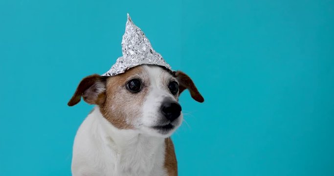 Paranoia scared dog in a foil hat sits on a blue background
