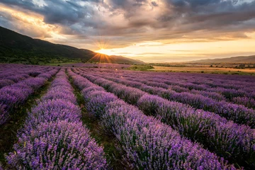 Fototapeten Lavender field at sunrise / Stunning view with a beautiful lavender field at sunrise © Jess_Ivanova